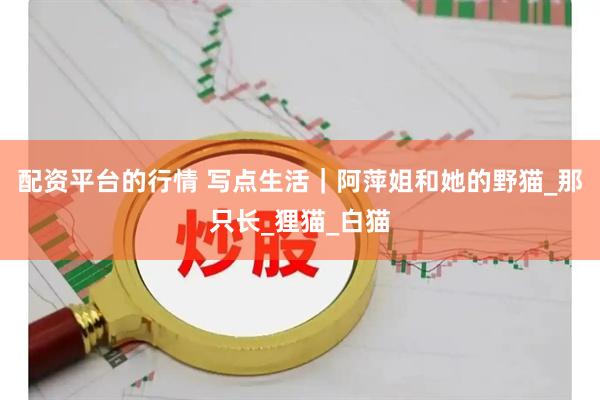 配资平台的行情 写点生活｜阿萍姐和她的野猫_那只长_狸猫_白猫