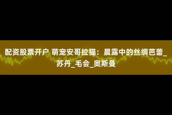 配资股票开户 萌宠安哥拉猫：晨露中的丝绸芭蕾_苏丹_毛会_奥斯曼